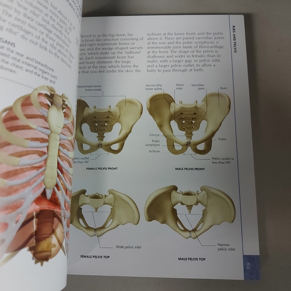 5/$10🎄BN The Concise Human Body book - Picture 5 of 7